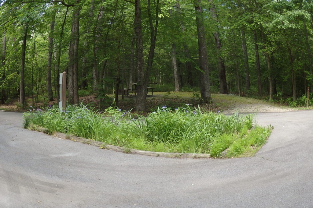 Forest intersection with a dirt path and picnic table visible in the background. Lush greenery and wildflowers line the edges of the road.